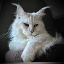 Screenshot 2025-09-19 at 12.16.42