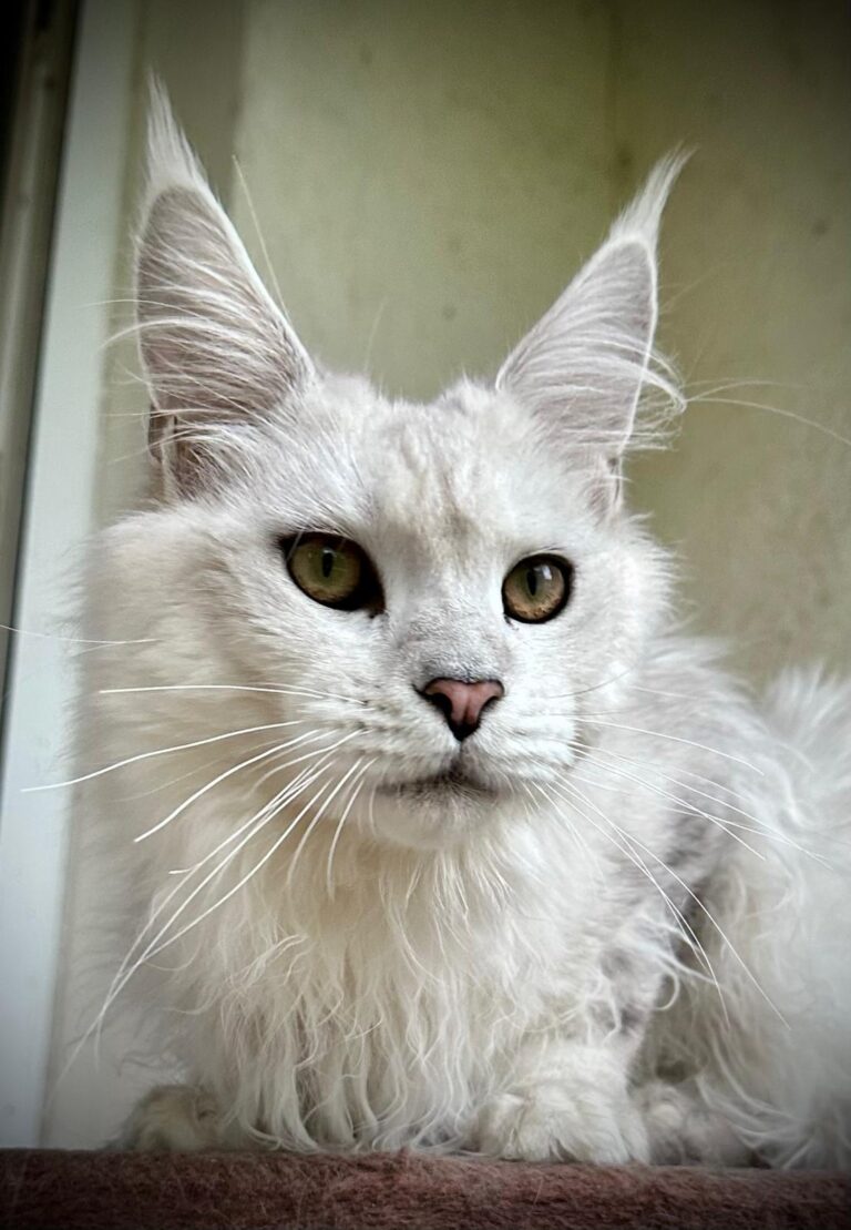 WhatsApp Image 2025-09-25 at 20.49.57 (1)