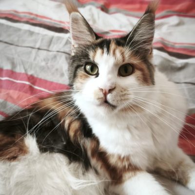 87BCCF3A-F8A4-4F8F-B7A2-5CC0E554C827