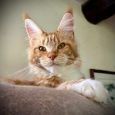 Screenshot 2025-09-19 at 12.17.43